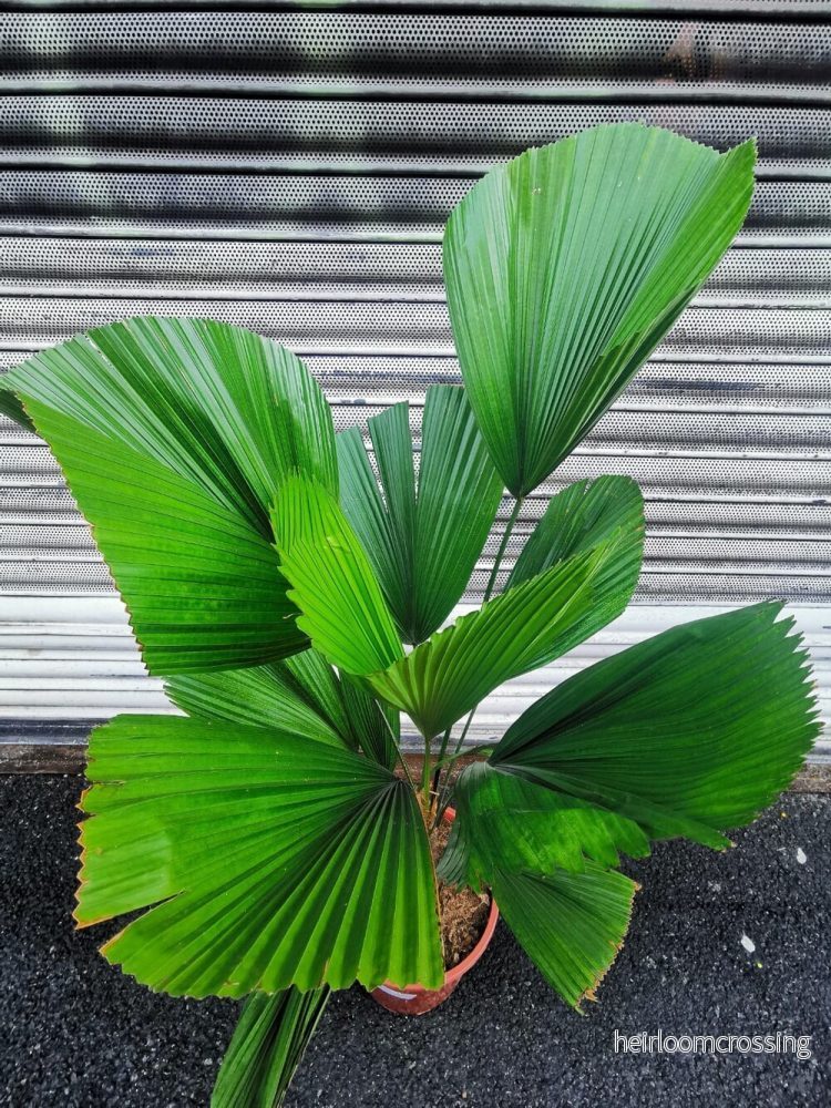 Licuala Palm (Licuala grandis) | frön, 10 st. - Bild 3