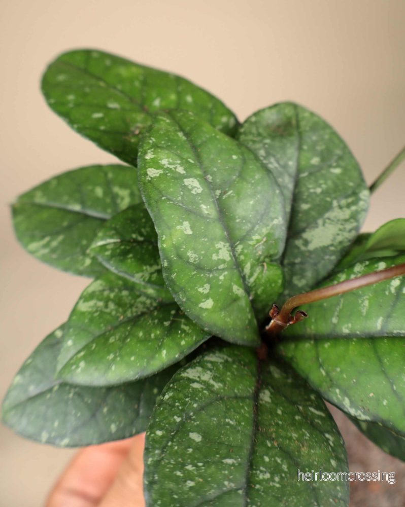 Hoya crassipetiolata 'splash' - Bild 3