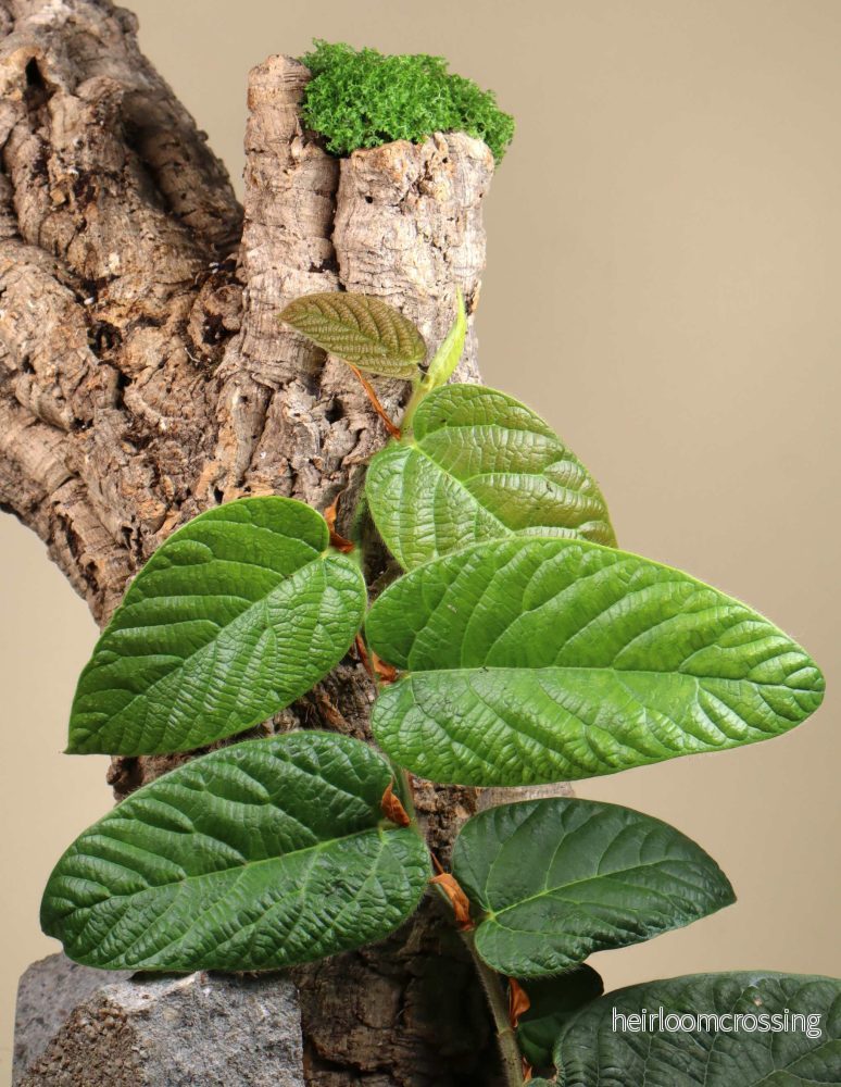 Ficus villosa - Bild 2