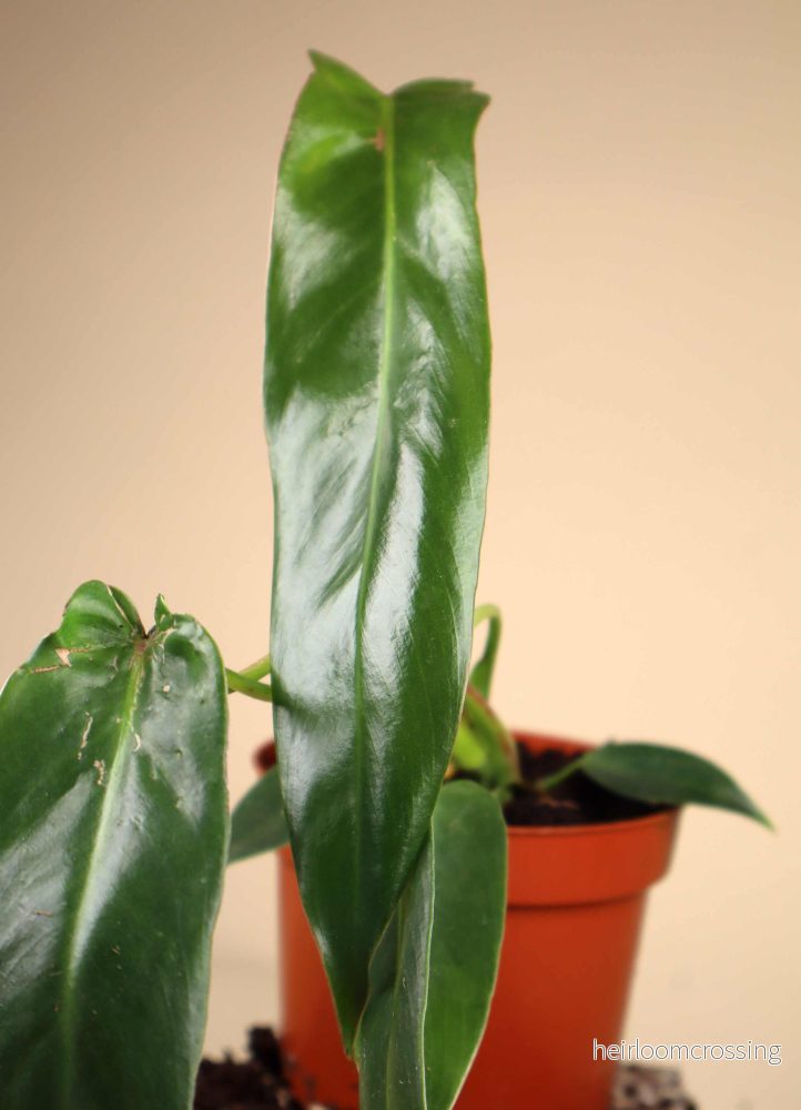 Philodendron spiritus-sancti - Bild 3