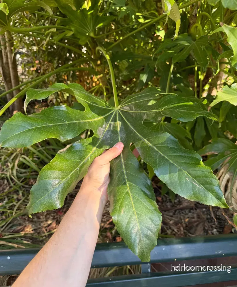 Fatsia japonica | Köldtålig Aralia - Bild 2