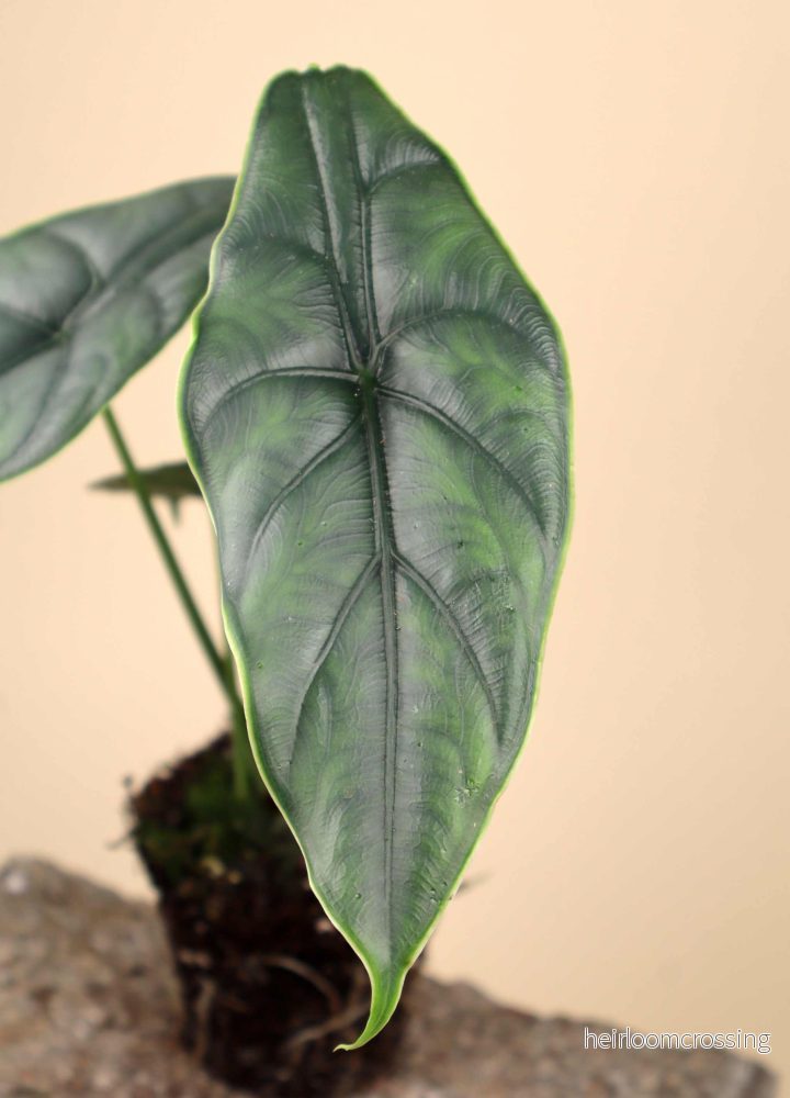 Alocasia puncakborneensis - Bild 2
