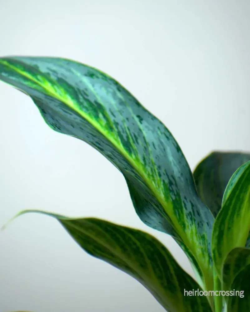 Aglaonema 'Emerald Stone' - Bild 2