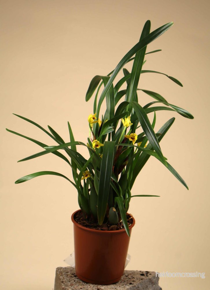 Maxillaria variabilis - Bild 3