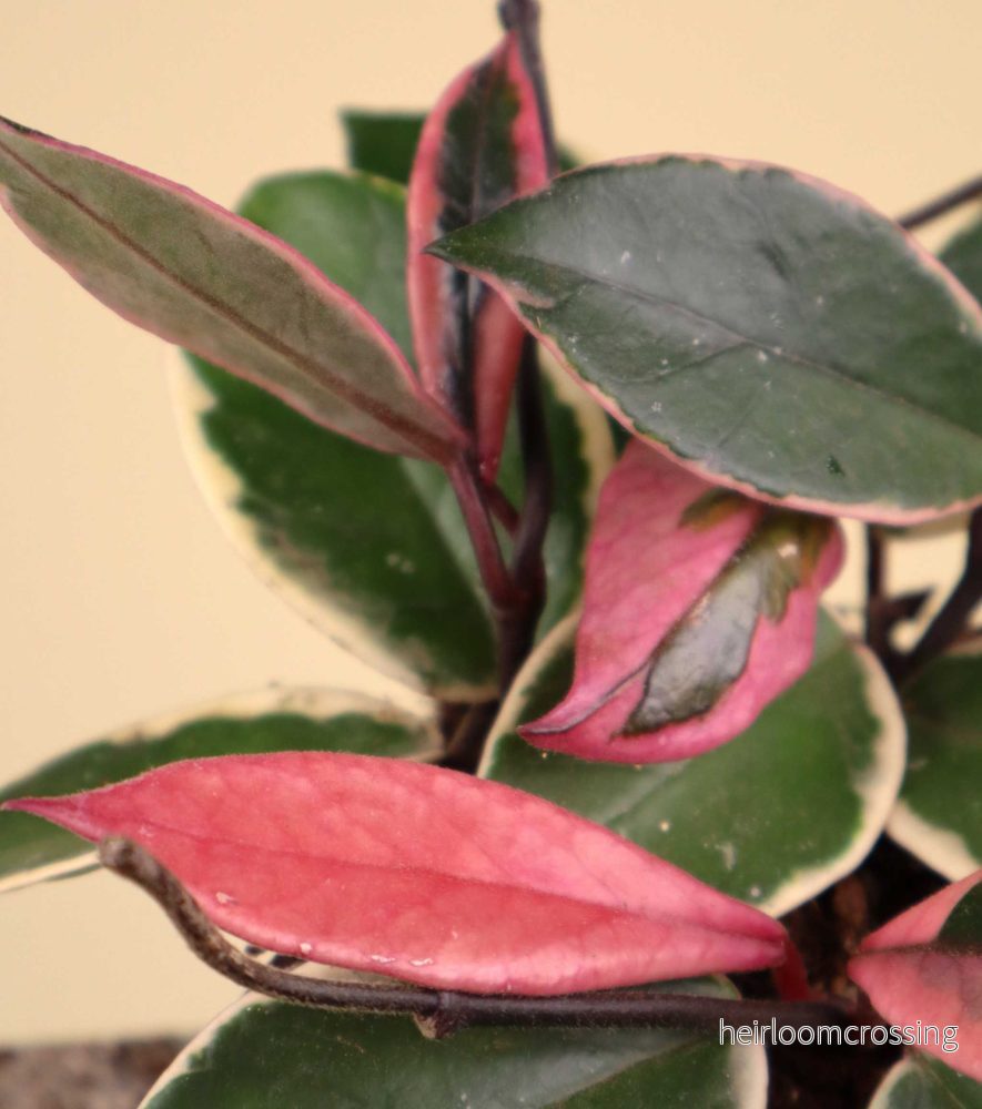 Hoya carnosa 'Flamingo dream' - Bild 2