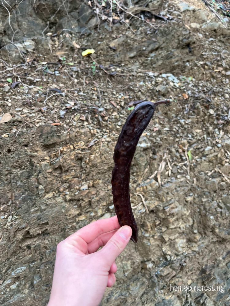 Johannesbröd (Carob) - Bild 2