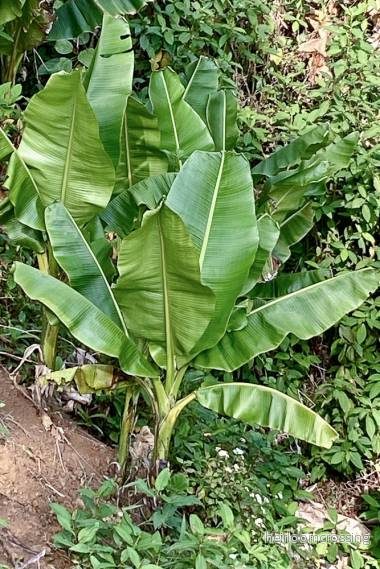 Himalayabanan (Musa sikkimensis "Manipur Massive") | frön, 10 st.