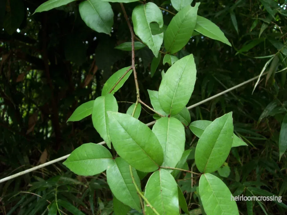 Tandborstträd (Zanthoxylum nitidum) | frön, 10 st.