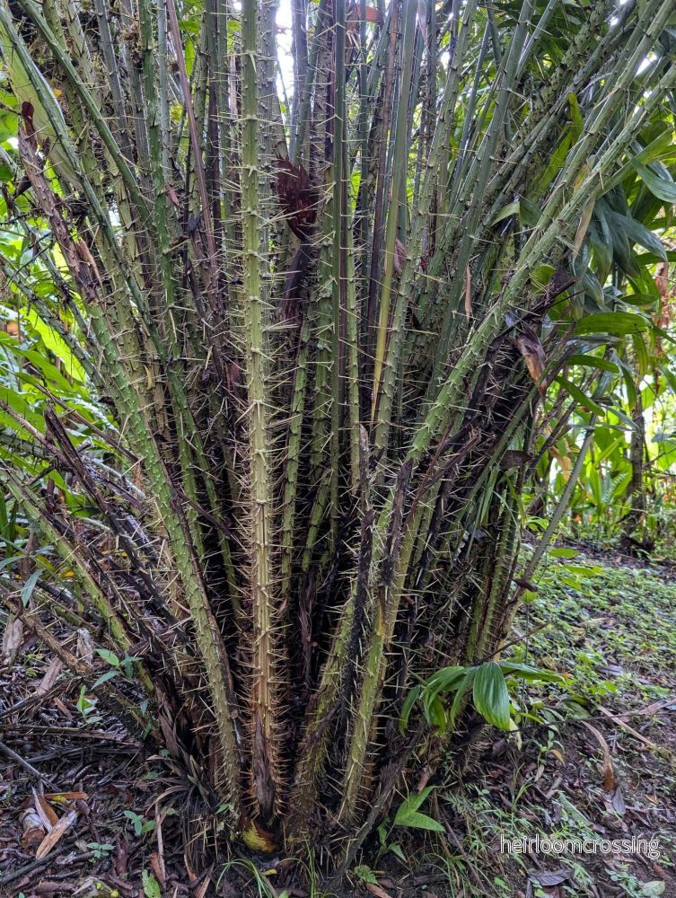 Salak 'Salacca zalacca' | Ätbar - Bild 2