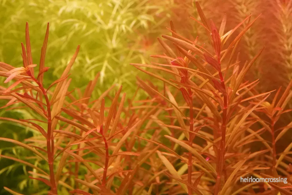 Rotala rotundifolia 'H'ra'