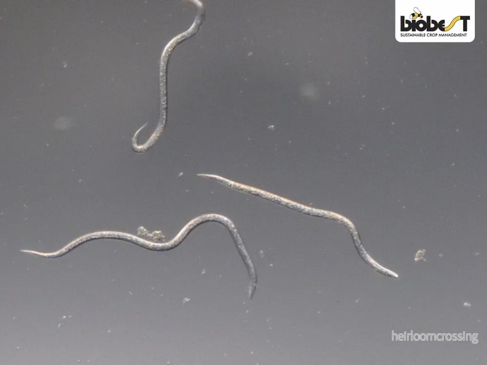Nematoder | mot svarta flugor - Bild 2