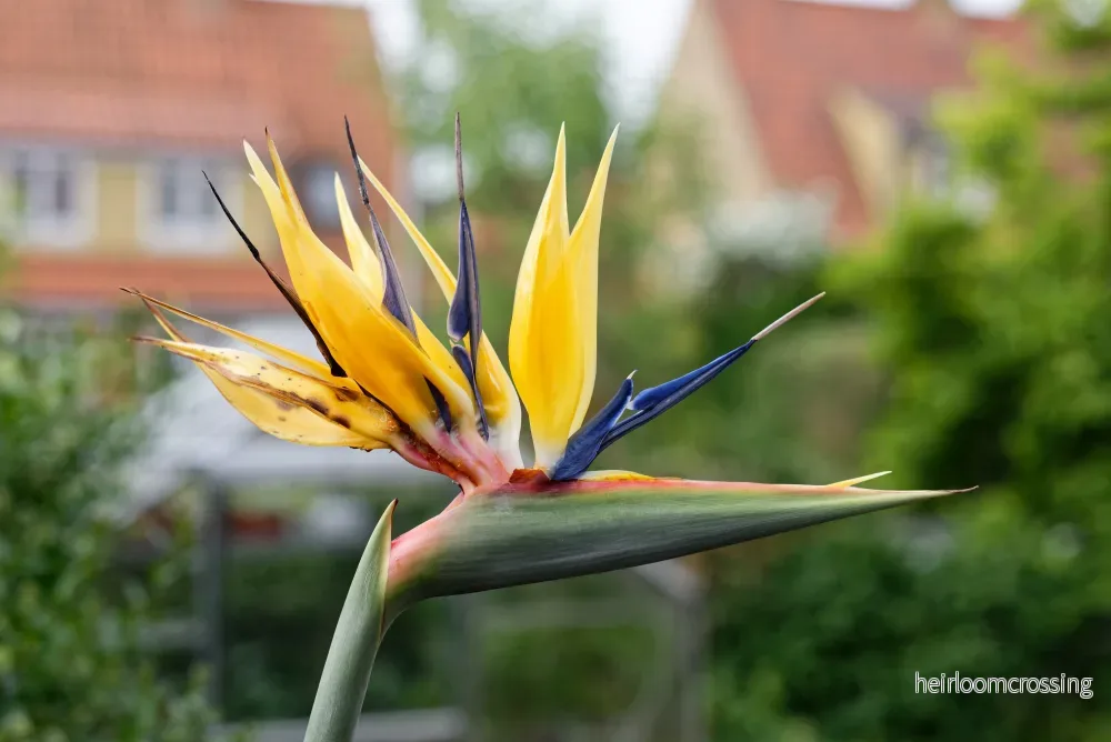 Mandelas paradisblomma (Strelitzia reginae ”Mandelas guld”) | frön, 5 st. Mandelas paradisblomma (Strelitzia reginae ”Mandelas guld”) | frön, 5 st.