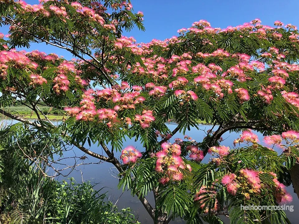 Silkesträd (Albizia julibrissin) | frö, 10 st.