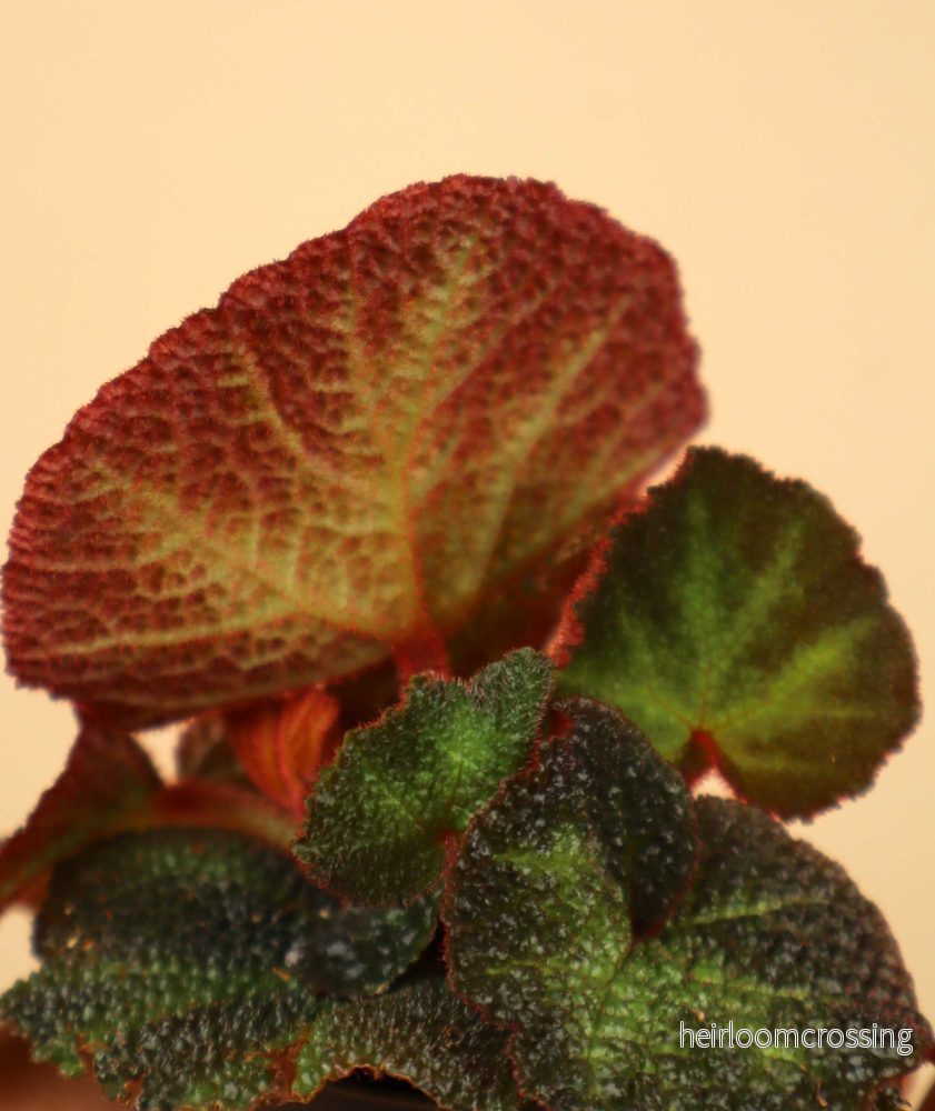 Begonia solimutata - Bild 3