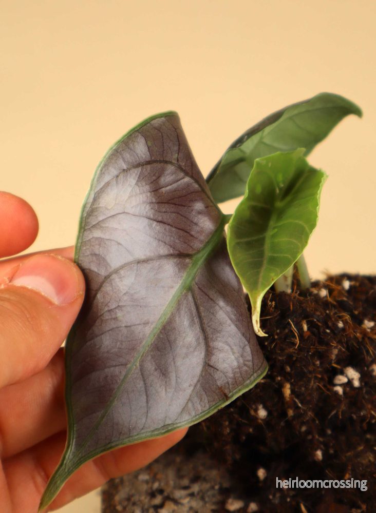 Alocasia azlanii - Bild 2