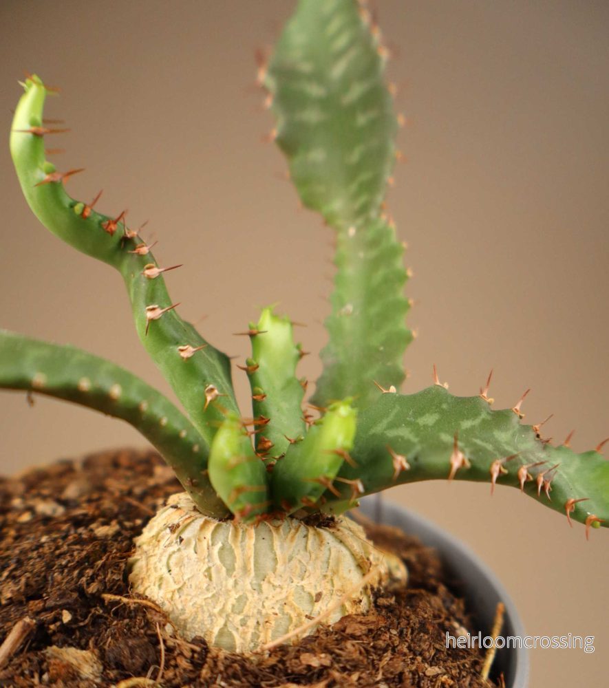 Euphorbia stellata - Bild 2