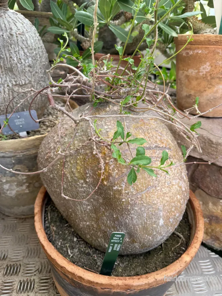 Fockea edulis