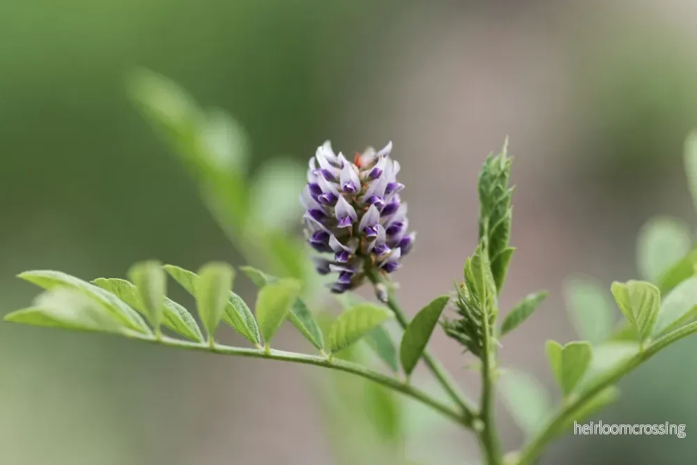 Lakritsfrön (Glycyrrhiza glabra), 10 st. - Bild 3