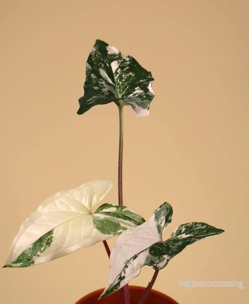Syngonium albo variegata - Bild 3