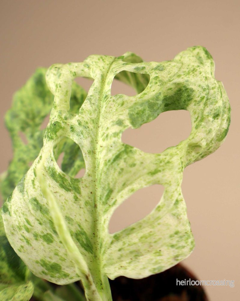 Monstera adansonii 'Frozen Freckles' - Bild 3
