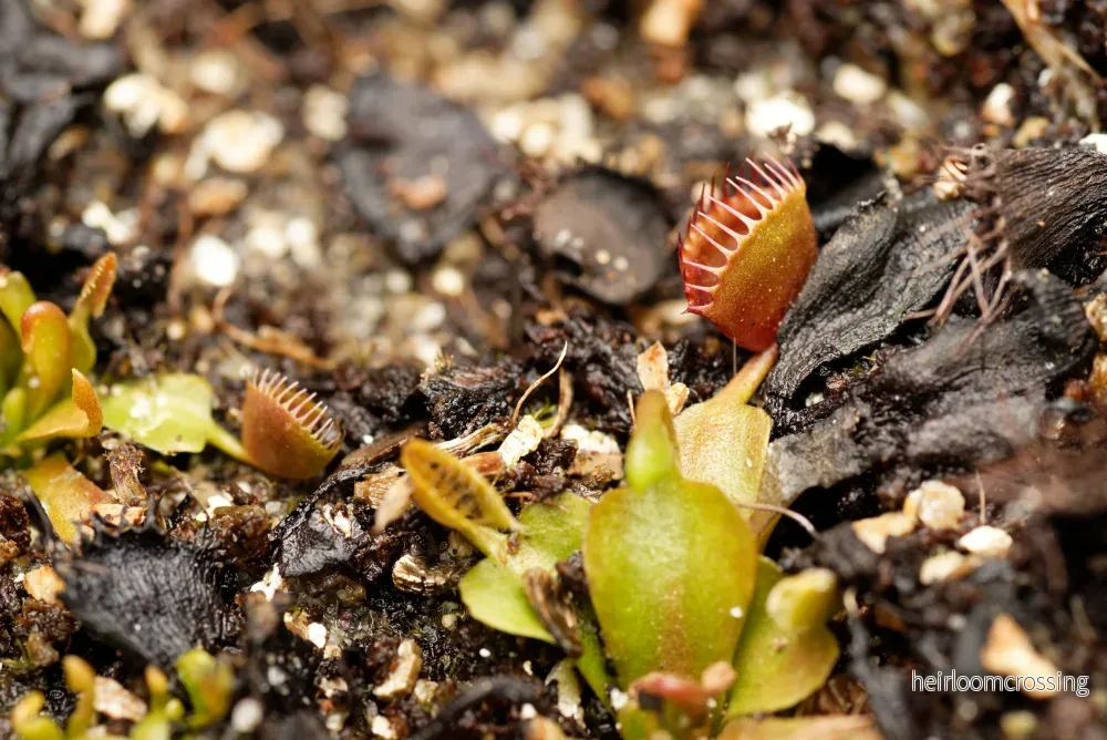 Venus flugfälla (Dionaea muscipula ”Cup trap”) Venus flugfälla (Dionaea muscipula ”Cup trap”)