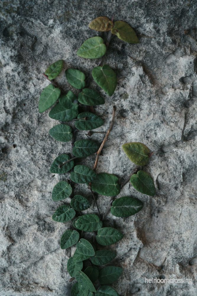 Ficus pumila 'klätterfikus'