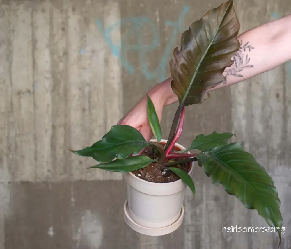 Philodendron 'Choco Empress' - Bild 3