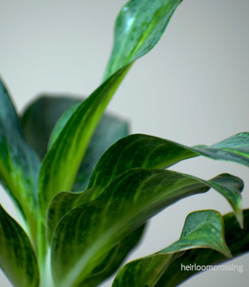 Aglaonema 'Emerald Stone' - Bild 3