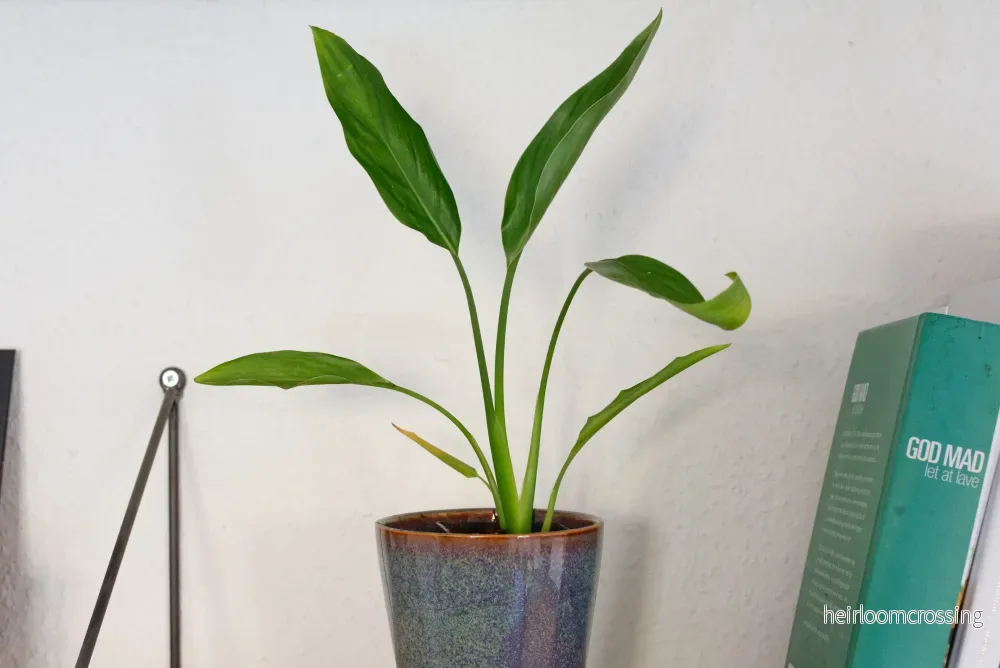 Dvärgparadisblomma (Strelitzia reginae "dvärg") | plantera - Bild 3