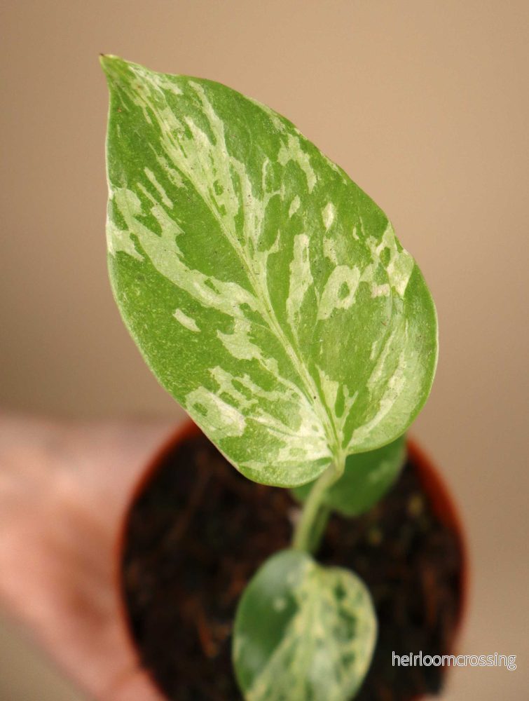 Monstera deliciosa ‘Bulbasaur’