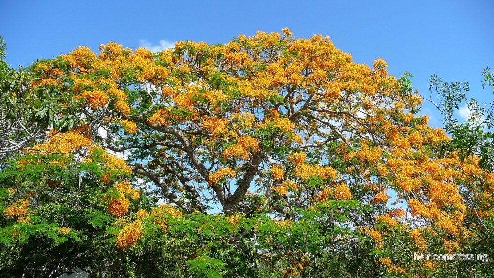 Flamträd (Delonix regia "Flavida") | frön, 5 st. - Bild 3