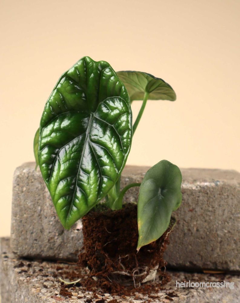 Alocasia sinuata - Bild 2