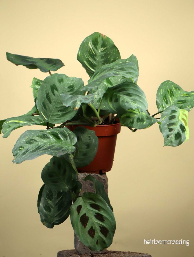 Maranta leuconeura variegata