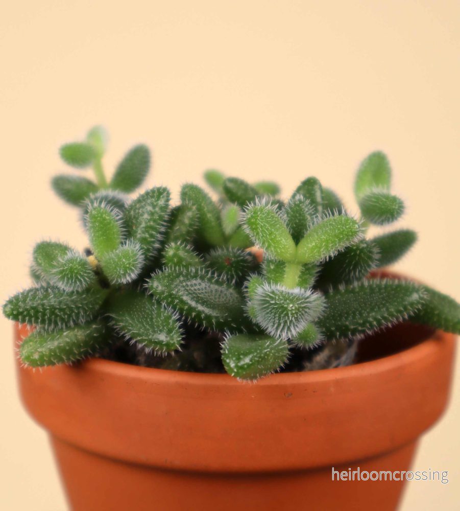 Delosperma echinatum