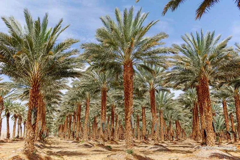 Dadelpalm (Phoenix dactylifera) | frön, 10 st.