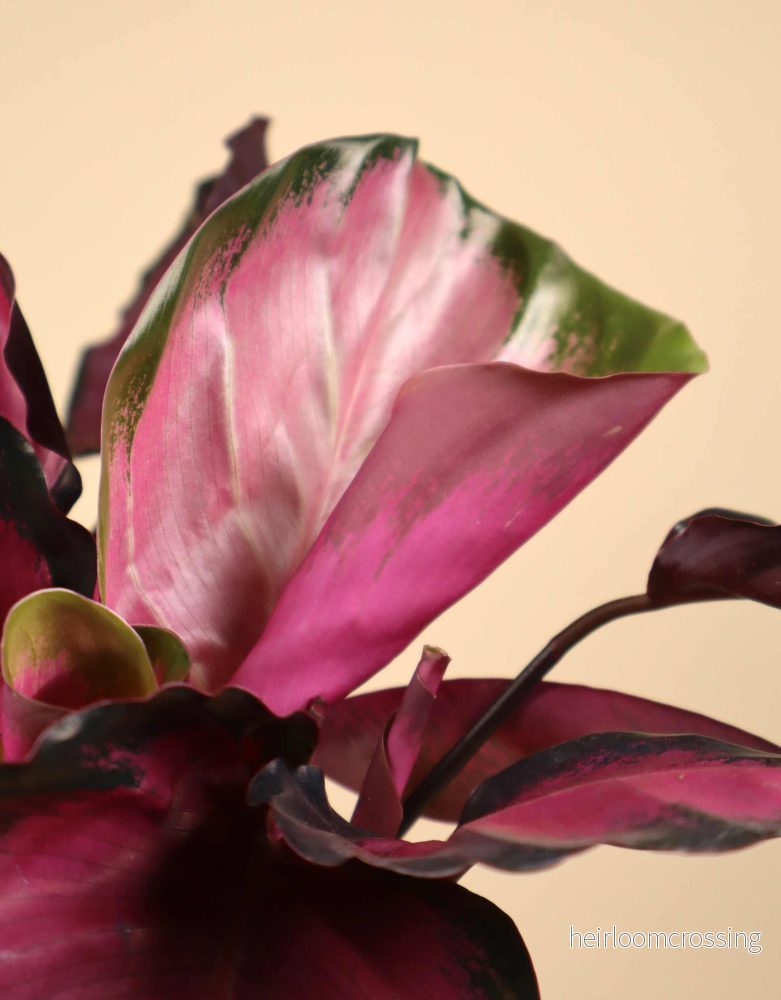 Calathea roseopicta - Bild 2