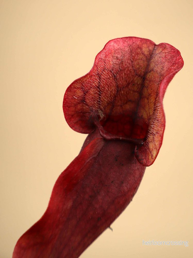 Sarracenia purpurea - Bild 2