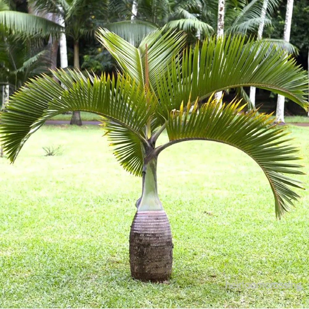 Tunnpalm (Hyophorbe lagenicaulis) | frön, 10 st.