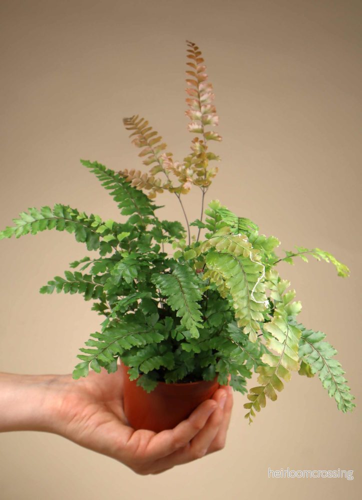 Adiantum hispidulum - Bild 2