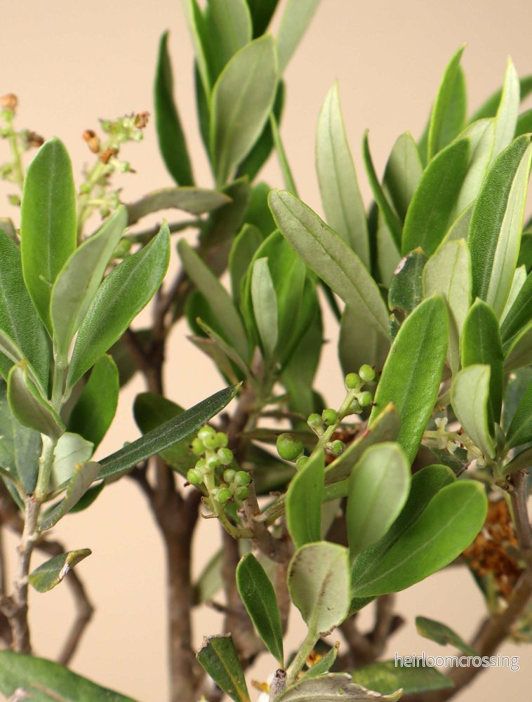 Olivträd | Olea europaea - Bild 3