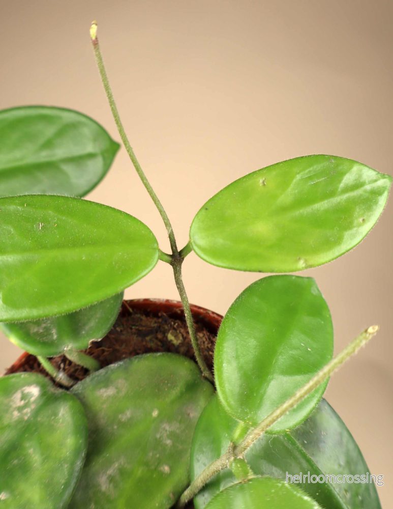 Hoya vangviengiensis - Bild 2