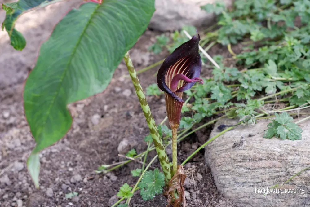 Kobralilja (Arisaema speciosum) | knölar - Bild 3