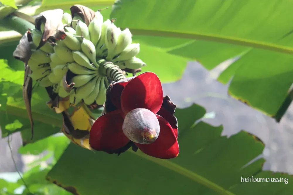 Söt vild banan (Musa balbisiana balbisiana) | frön, 10 st. - Bild 3