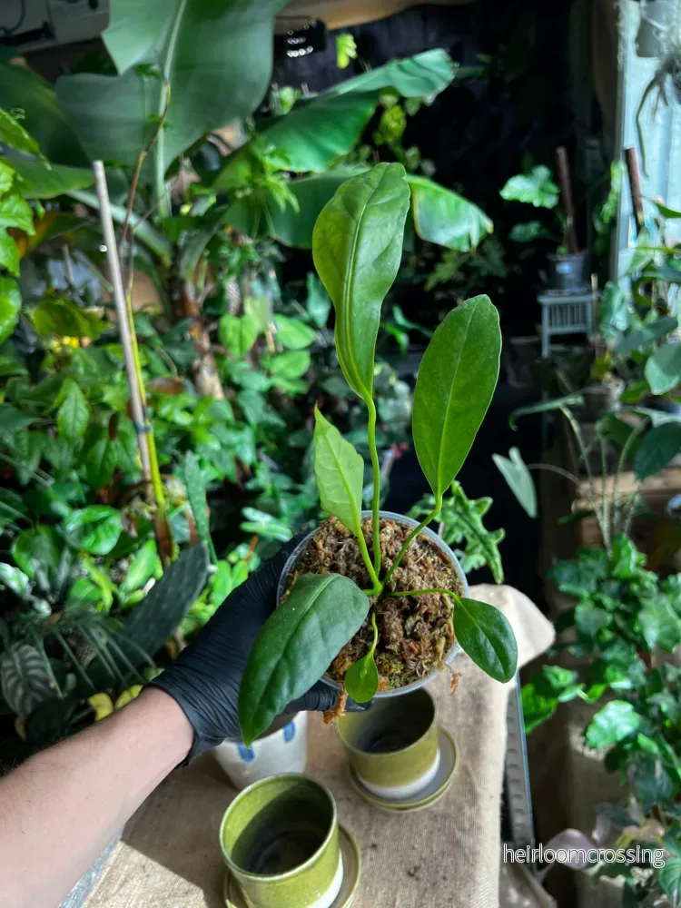 Anthurium jenmanii - Bild 3