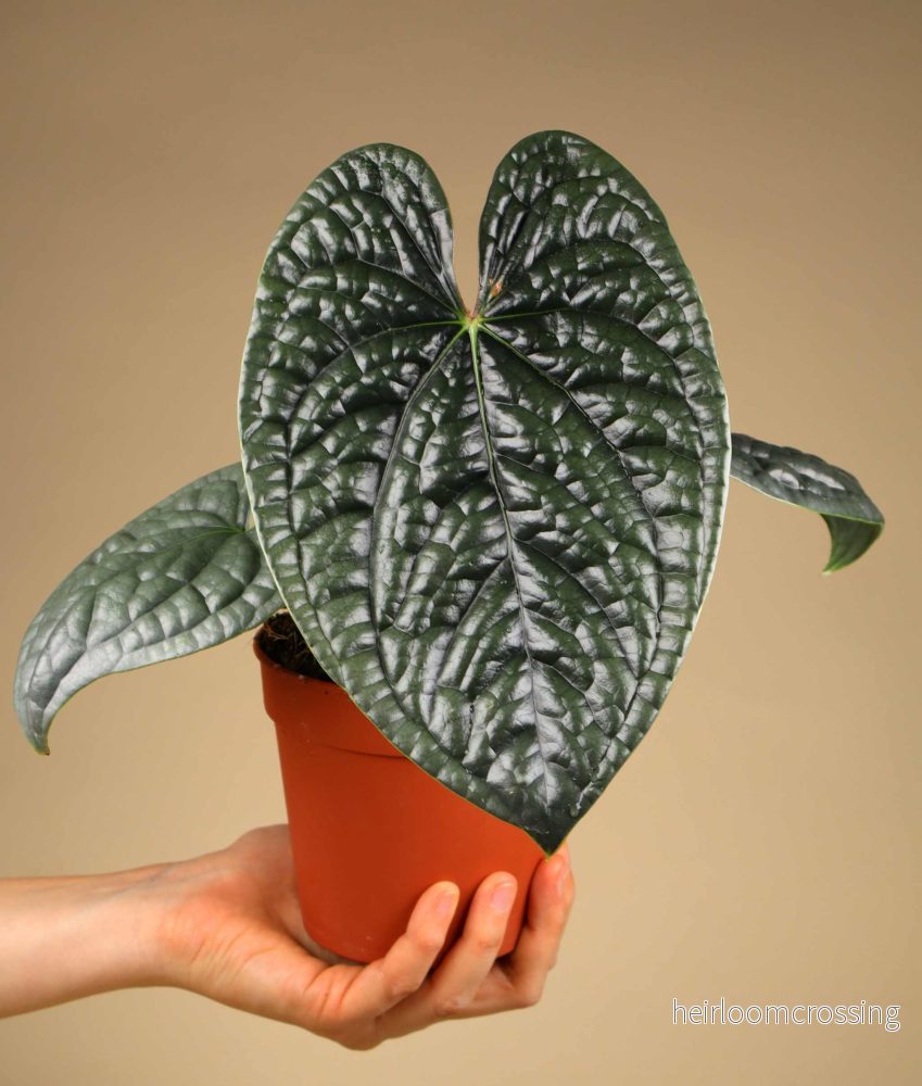 Anthurium luxurians - Bild 3