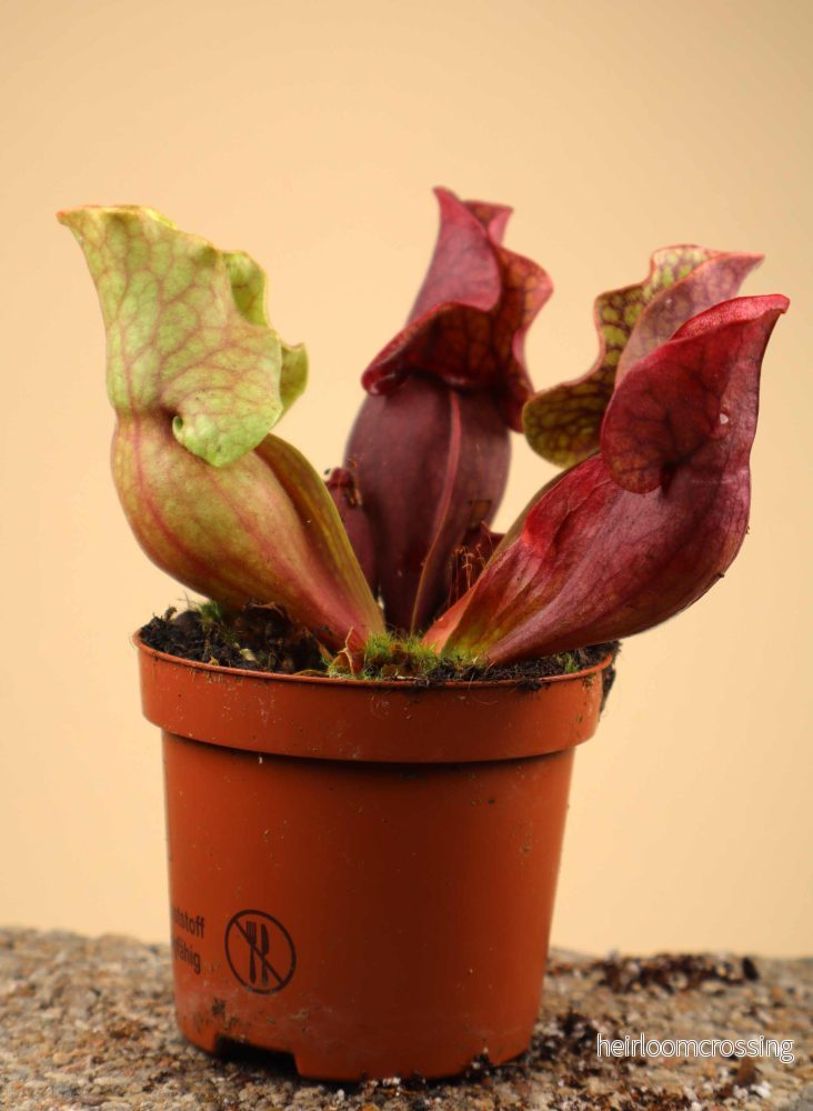Sarracenia purpurea - Bild 3