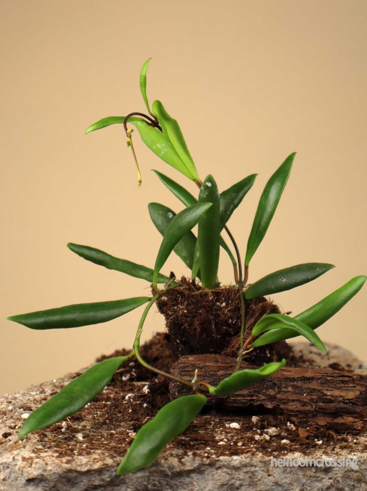 Hoya loheri