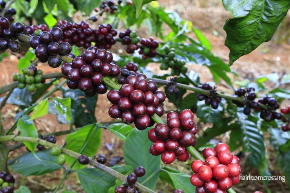 Höglands-kaffeträd (Coffea arabica "Himalaya") | frön, 10 st.