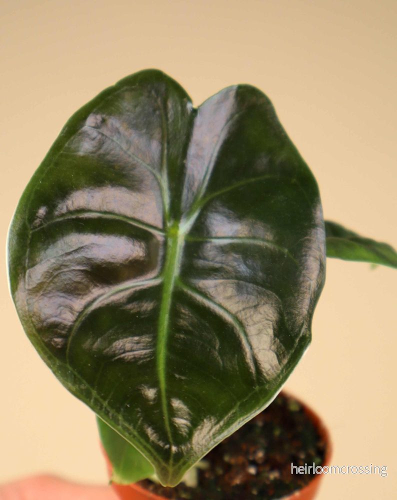 Alocasia golden bone - Bild 3