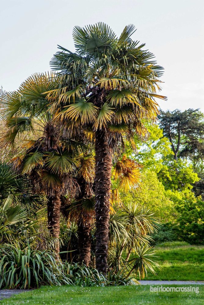 Trachycarpus fortunei - Bild 2